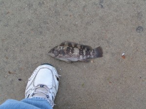 Tautog Massey's Landing by catch in the cast net at the bulkhead