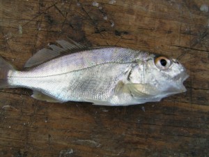 Croaker minnow caught at Massey's Landing
