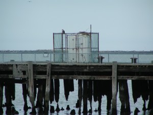 New Osprey nest on the end of the pier .... Cape Henlopen State Park