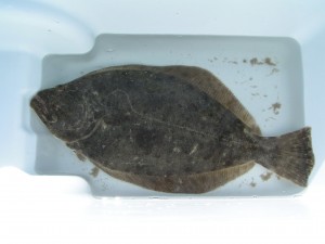 Flounder caught at Old Inlet annual spring tournament ... Chris and crew