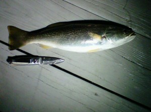  18 inch Weakfish caught by Mike Parker of Outdoors Delmarva