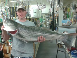 Eric's wedding present from the Atlantic Ocean! Citation Rockfish 43.5" 31.63lbs