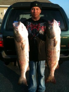 Striped Bass Indian River Inlet ... first for 2012 on Graduation day ..NICE!!!
