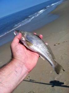 kingfishmikehenlopen kingfish ... 3R's beach ... Delaware Seashore State Park