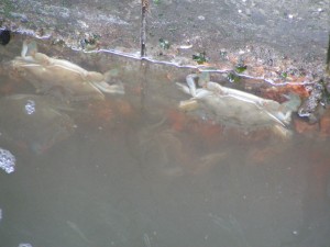 crabs on bulkhead blue crabs minoows bulkhead Masseys landing