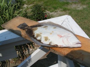 MINOLTA DIGITAL CAMERA piebald flounder indian river bay rehoboth bay