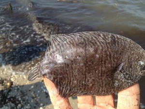 sole aka Hogchoker Hogchoker American sole right eyed sole freshwater flounder