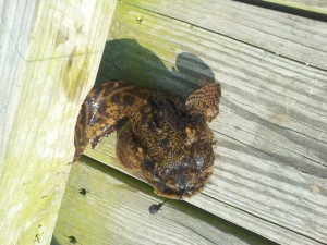 alanoyster Oyster Cracker massey's Landing fishing pier
