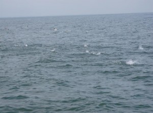 bbleufishblitz kevin blue fish blitz Delaware Bay birds working water