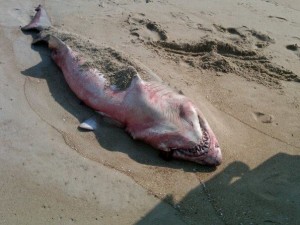 chrissyshark tiger sand shark herring point beach lewes de