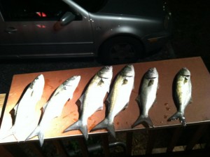 jason blues inlet blue fish Indian river Inlet