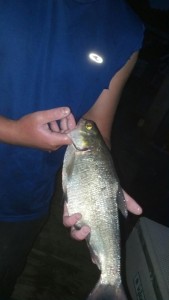 Shad ... Indian River bay .. Rehoboth Bay ... 