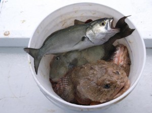 kevinhugecracker oyster cracker blue fish trigger