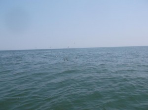 kevinsbirds sea gulls delaware bay
