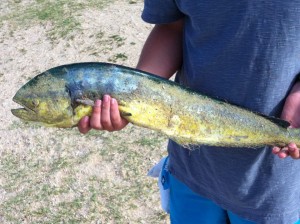 mahiinlet mahi-mahi indian river inlet rail delaware seashore state park