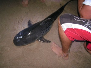 true tiger shark caught from the surf in Delaware tiger shark, conquest beach, delaware seashore state park, delaware surf fishing