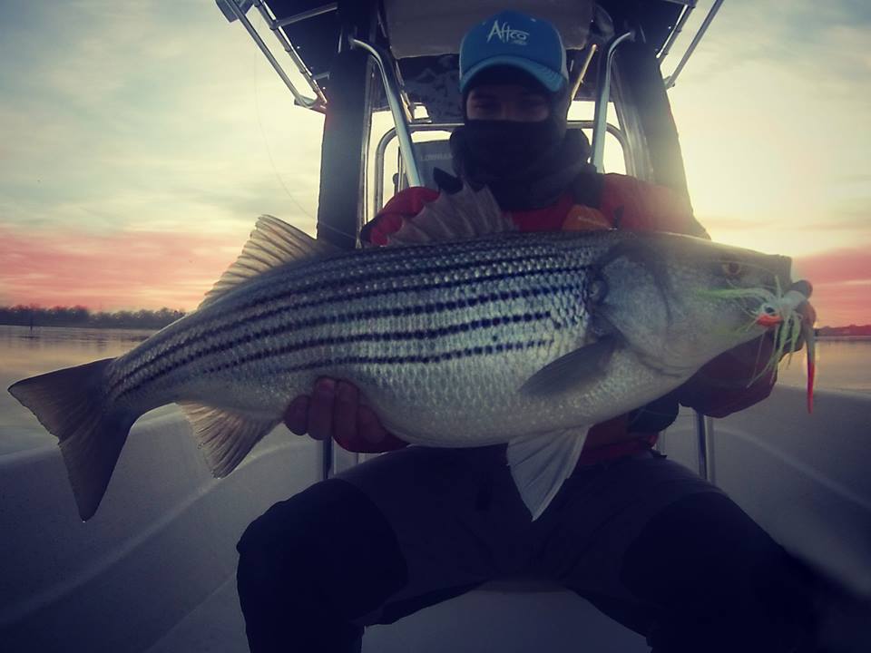 Striped Bass From The Chesapeake Bay Alan Battista Delaware Surf