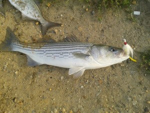 striped bass, rockfish, striper, Indian River Inlet, Delaware Seashore State park