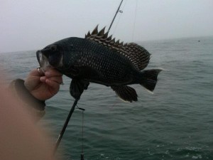 Sea Bass Black Sea bass, charter fishing in delaware
