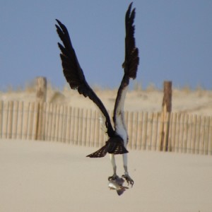 red fish, puppy drum, osprey, raptor, delaware seashore state park, DSF,