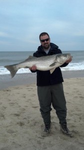 striped bass, linesider, rockfish, delaware surf fishing, DSF