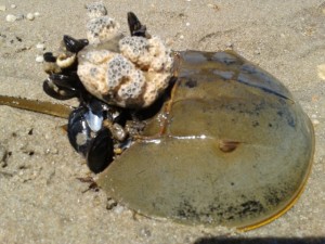 horseshoe crab, dsf, delaware surf fishing Milton horseshoe crab festival, broadkill beach