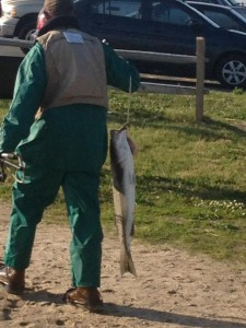 striped bass, linesiders, rockfish, DSF, delaware surf fishing, indian river inlet, IRI,