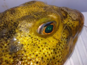 northern puffer fish, blowfish, cape henlopen fishing pier, dsf, delaware surf fishing, bloodworms