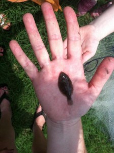 juvenile flounder, cast nets, dsf, delaware surf fishing, bethany canal, bait fish