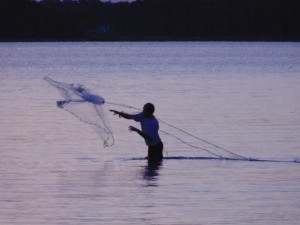 mullet, cob mullet, cast netting, rehoboth bay