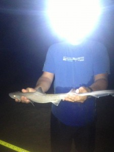 dogfish, smooth dogfish, dsf, delaware surf fishing, bethany beach, night surf fishing