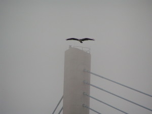 osprey, indian river inlet, charles w cullen bridge, indian river inlet bridge, iri, raptors, birds of prey