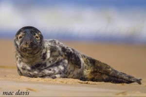 seal, harbor seal pup, cape henlopen state park, atlantic seal, beached mammal,
