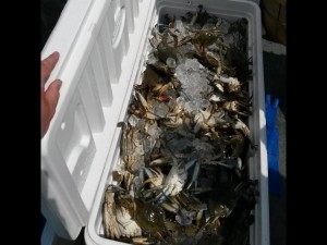 blue crabs, steamed crabs, trot lining, crabpots, pot nets