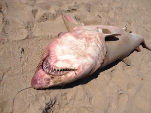 sand tiger shark, delaware beaches, shark fishing in delaware