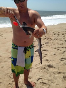 smooth hammerhead shark pup, conquest beach, delaware seashore state park