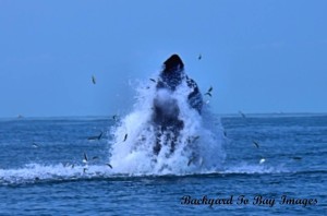 humpback whale, bethany beach, delaware whale watchers,