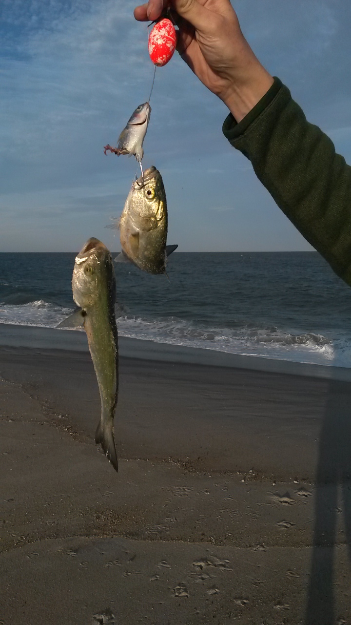 Modified mullet rigs catch more bluefish 