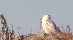 snowy owl, delaware seashore state park, irruption, arctic migration, migrating raptors
