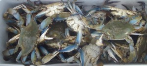 Blue claw crabs, hard crabs