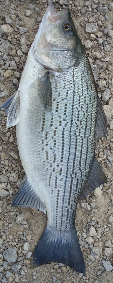 Striped Bass, Striper, Hybrid and Whitebass Fish Thumper Attractor