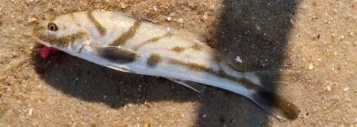 Northern Kingfish ( Menticirrhus saxatilis) 