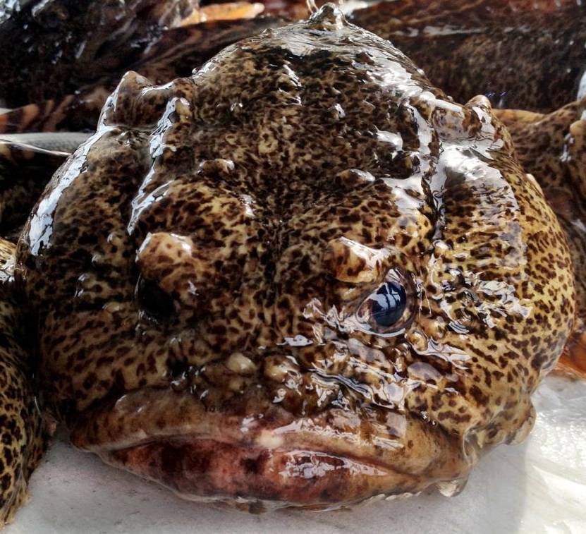 Oyster Toadfish (Opsanus tau) 