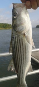 Striped bass (shorty or schoolie), rock fish, fall run, spring run, atlantic migratory fish,
