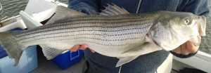 Striped Bass, rock fish