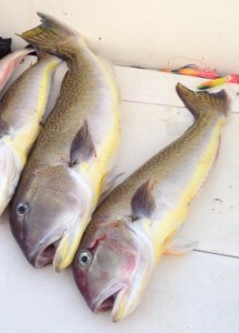 Tilefish, Atlantic fish