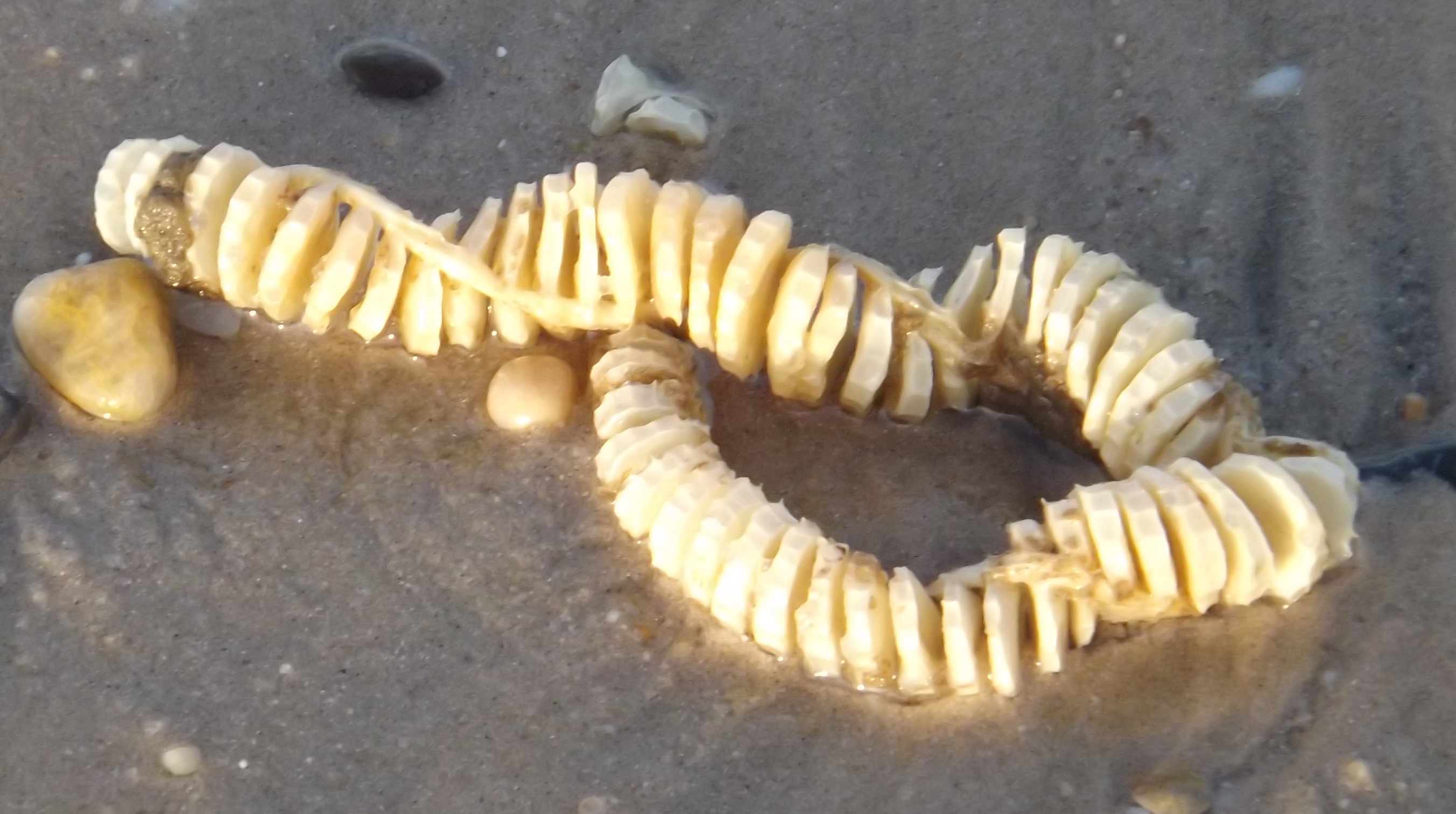 whelk egg cases