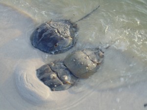 Rehoboth bay, indian river bay, Spawning horseshoe crabs, dnrec press releases