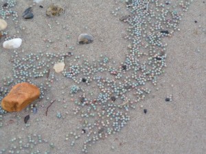 Horseshoe crab eggs, Broadkill Beach, delaware bay, sussex county, DNREC surveys,