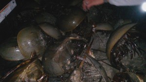 Horseshoe crabs in the back of the gator